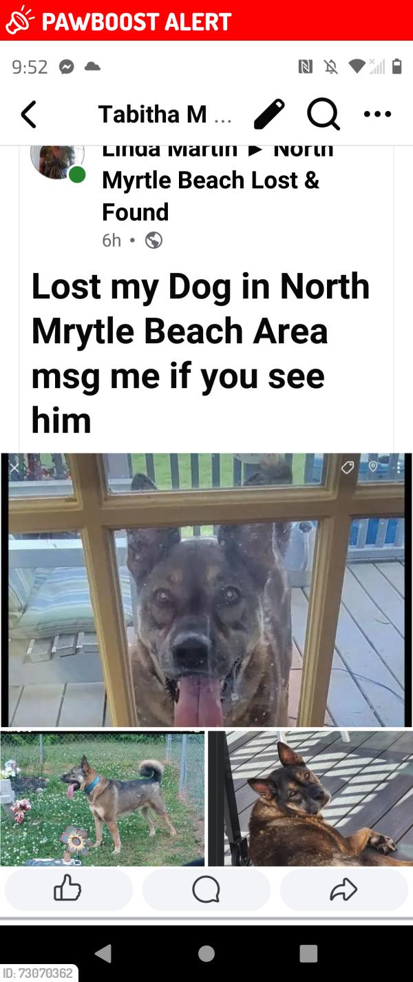 Lost Male Dog last seen 100th mark north myrtle, North Myrtle Beach, SC 29582