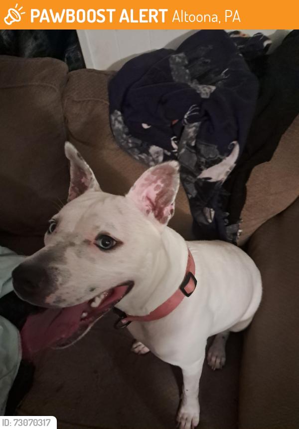 Found/Stray Female Dog last seen Outside my hse, Altoona, PA 16602