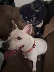 Found/Stray Female Dog last seen Outside my hse, Altoona, PA 16602