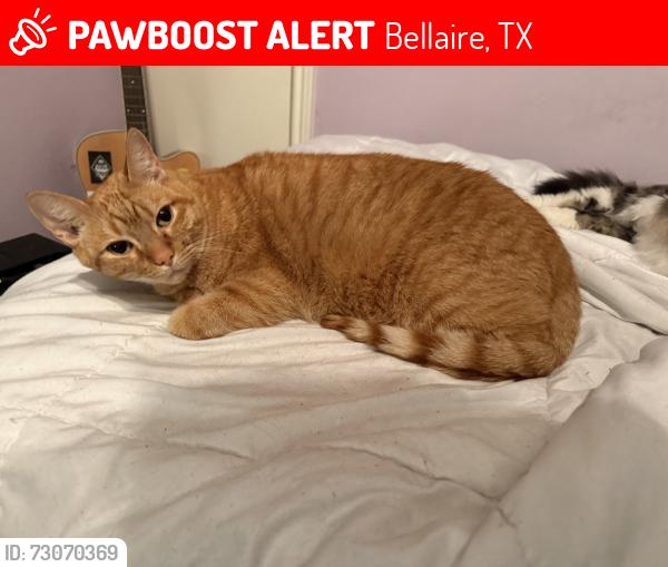 Lost Male Cat last seen Around intersection at newcastle and phanturn, Bellaire, TX 77401