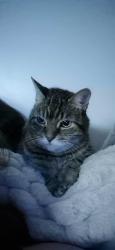 Lost Female Cat last seen ferndale, Barrie, ON L4N 8L6