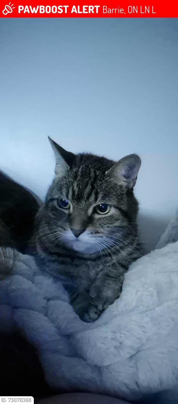 Lost Female Cat last seen ferndale, Barrie, ON L4N 8L6