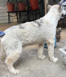 Lost Male Dog last seen Ross & Company Gas Station, Lenoir, NC 28645