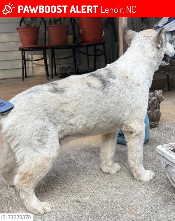 Lost Male Dog last seen Ross & Company Gas Station, Lenoir, NC 28645