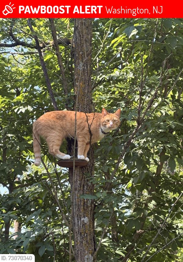 Lost Male Cat last seen Highway 31 & 57, Washington, NJ 07882