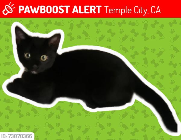 Lost Female Cat last seen Daines Dr. X Welland Ave, Temple City, CA 91780
