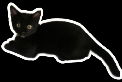 Lost Female Cat last seen Daines Dr. X Welland Ave, Temple City, CA 91780