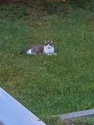 Found/Stray Unknown Cat last seen HYDE PARK BY 44 BUCHANAN, Grand Rapids, MI 49548