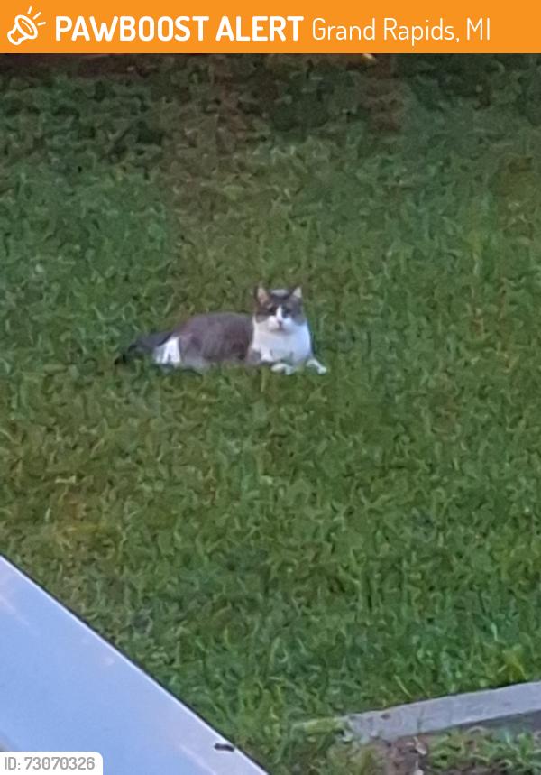 Found/Stray Unknown Cat last seen HYDE PARK BY 44 BUCHANAN, Grand Rapids, MI 49548