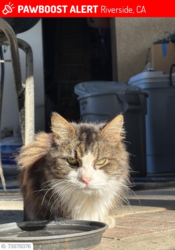 Lost Male Cat last seen Poly High School, Alcott Elementary, Riverside, CA 92506