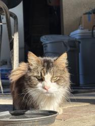 Lost Male Cat last seen Poly High School, Alcott Elementary, Riverside, CA 92506