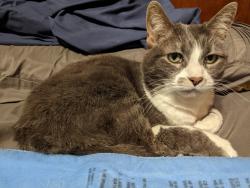 Lost Female Cat last seen Hyde Creek fish hatchery, Port Coquitlam, BC V3B 3N8