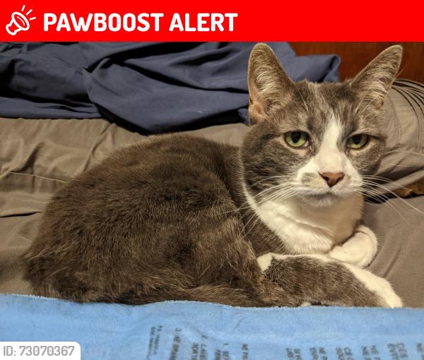 Lost Female Cat last seen Hyde Creek fish hatchery, Port Coquitlam, BC V3B 3N8