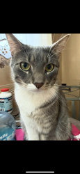 Lost Male Cat last seen Willis Ave and Avon , Staten Island, NY 10301