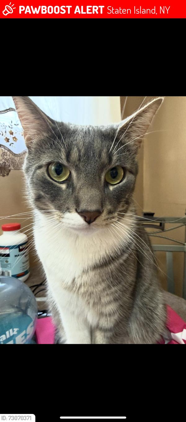 Lost Male Cat last seen Willis Ave and Avon , Staten Island, NY 10301