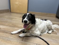 Reunited Male Dog last seen S Rovan Pt, Lecanto, FL 34461