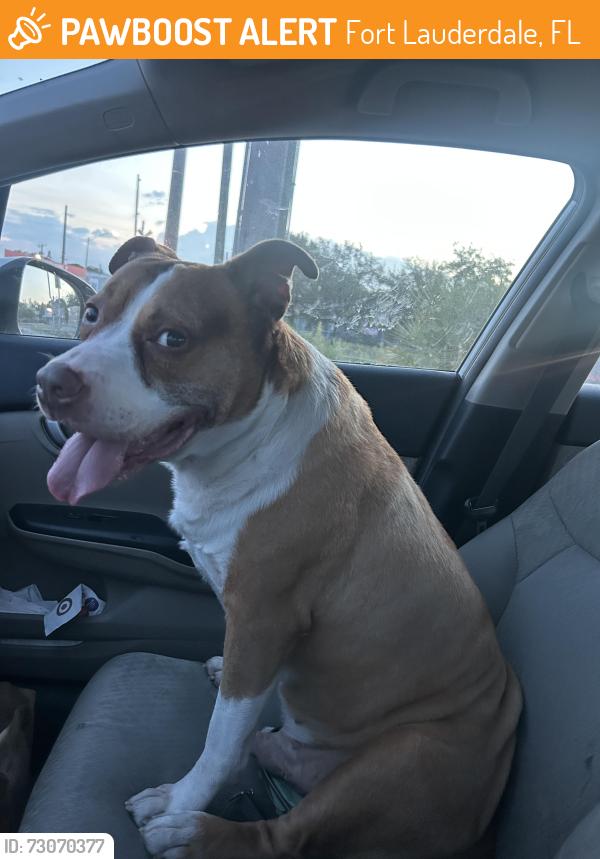 Found/Stray Male Dog last seen Powerline rd just north of commercial, Fort Lauderdale, FL 33309