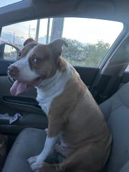 Found/Stray Male Dog last seen Powerline rd just north of commercial, Fort Lauderdale, FL 33309
