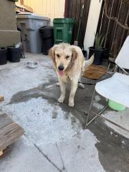 Found/Stray Unknown Dog last seen Market st Taco Bell, San Diego, CA 92102