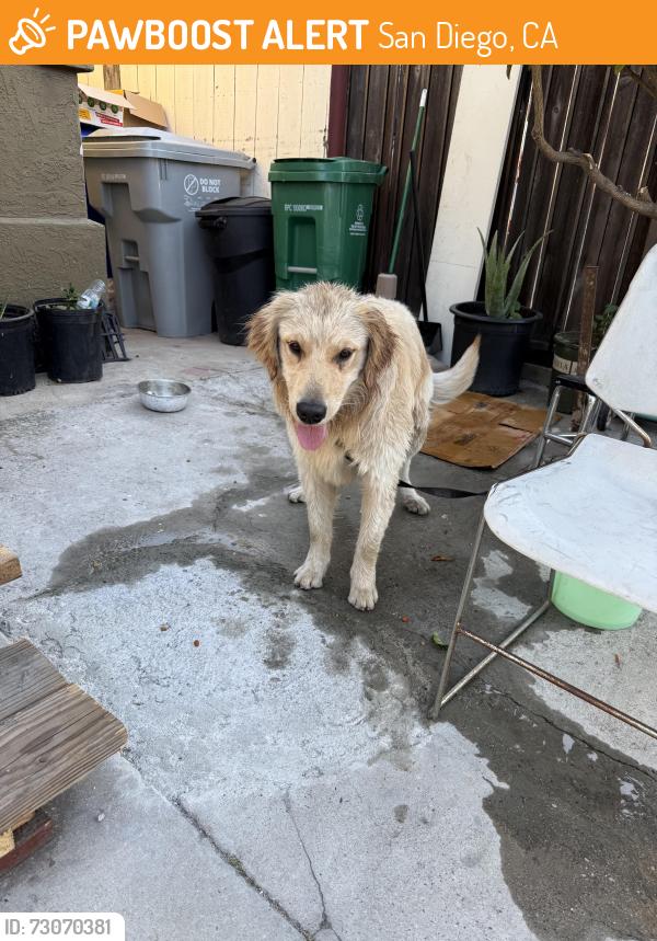 Found/Stray Unknown Dog last seen Market st Taco Bell, San Diego, CA 92102