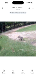 Lost Male Dog last seen Near st, Long Beach, MS 39560
