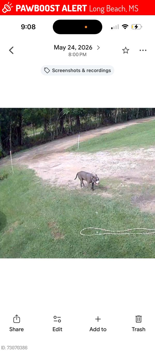 Lost Male Dog last seen Near st, Long Beach, MS 39560