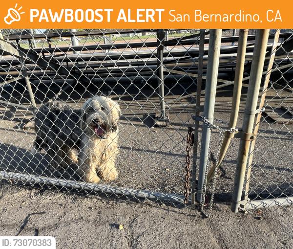 Found/Stray Unknown Dog last seen Wildwood Park Baseball Field, San Bernardino, CA 92404
