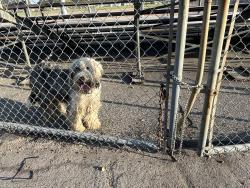 Found/Stray Unknown Dog last seen Wildwood Park Baseball Field, San Bernardino, CA 92404