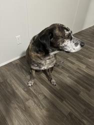 Reunited Male Dog last seen Near Edwards Rd, Denton, TX, 76208, Denton, TX 76208