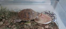 Found/Stray Unknown Reptile last seen Cloud Rd. And Bacobi Ave., Tucson, AZ 85750