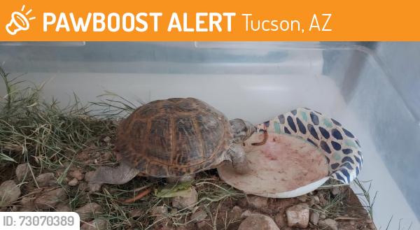 Found/Stray Unknown Reptile last seen Cloud Rd. And Bacobi Ave., Tucson, AZ 85750