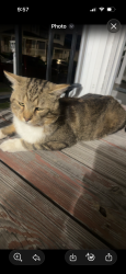 Found/Stray Unknown Cat last seen St Ann’s Basilica, Scranton, PA 18504