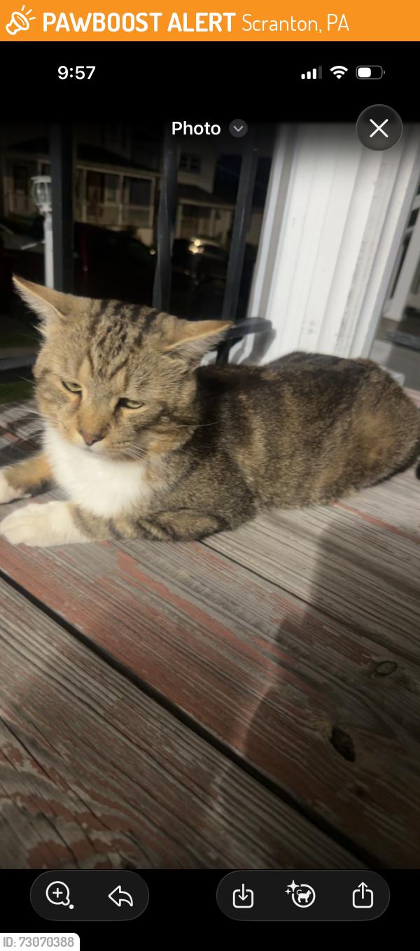 Found/Stray Unknown Cat last seen St Ann’s Basilica, Scranton, PA 18504