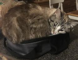 Lost Female Cat last seen Hillside Crystal lake il 60012, Crystal Lake, IL 60012