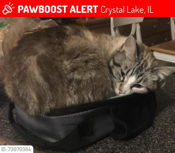 Lost Female Cat last seen Hillside Crystal lake il 60012, Crystal Lake, IL 60012