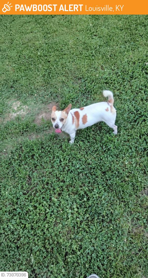 Found/Stray Male Dog last seen Southern at hemlock, Louisville, KY 40211