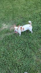 Found/Stray Male Dog last seen Southern at hemlock, Louisville, KY 40211