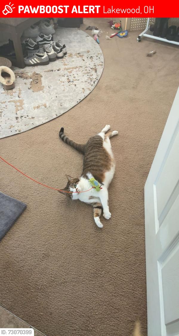 Lost Female Cat last seen By the Lakewood library, Lakewood, OH 44107