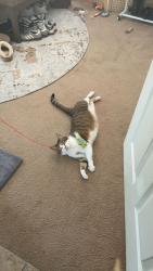 Lost Female Cat last seen By the Lakewood library, Lakewood, OH 44107