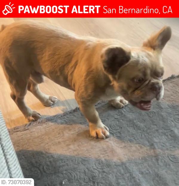 Lost Male Dog last seen San Gabrial and Valencia, San Bernardino, CA 92404