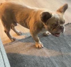 Lost Male Dog last seen San Gabrial and Valencia, San Bernardino, CA 92404