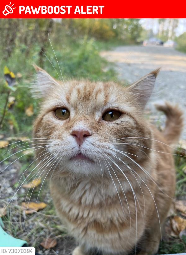 Lost Male Cat last seen Onoway, Lac Ste. Anne County, AB T0E