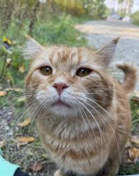 Lost Male Cat last seen Onoway, Lac Ste. Anne County, AB T0E