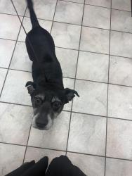 Found/Stray Female Dog last seen Fairview road in millsap, Millsap, TX 76066