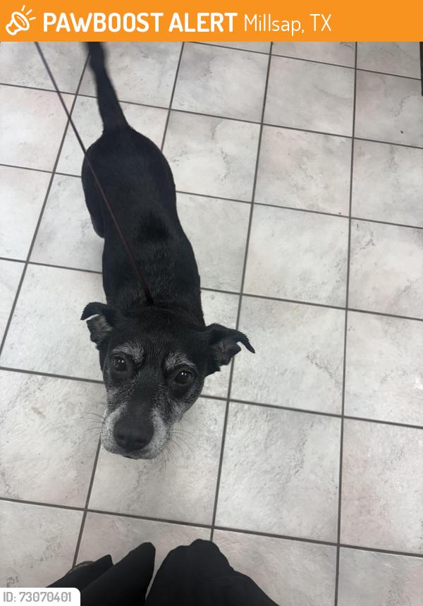 Found/Stray Female Dog last seen Fairview road in millsap, Millsap, TX 76066