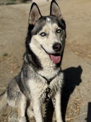 Lost Male Dog last seen Near, Los Angeles, CA 90011