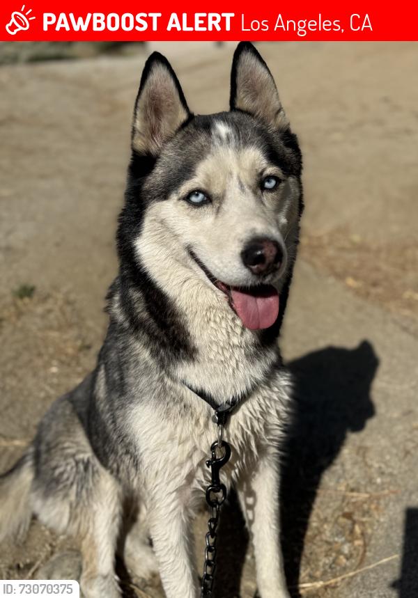 Lost Male Dog last seen Near, Los Angeles, CA 90011