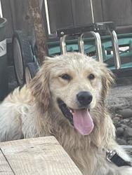 Found/Stray Male Dog last seen 31st and market st, San Diego, CA 92102