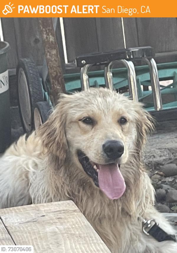 Found/Stray Male Dog last seen 31st and market st, San Diego, CA 92102