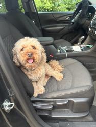 Reunited Male Dog last seen Ann Street, Elgin, IL 60120